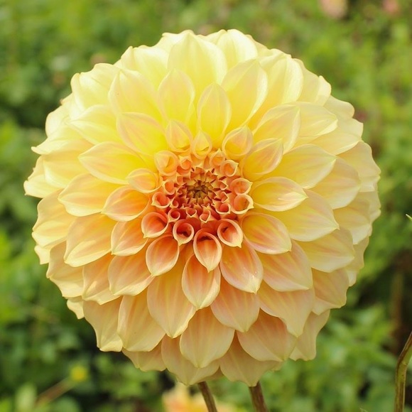 COSCI ITALIAN BRAND Genuine Leather Blue & Yellow Hand / Shoulder Bag. Handmade - Picture 5 of 7